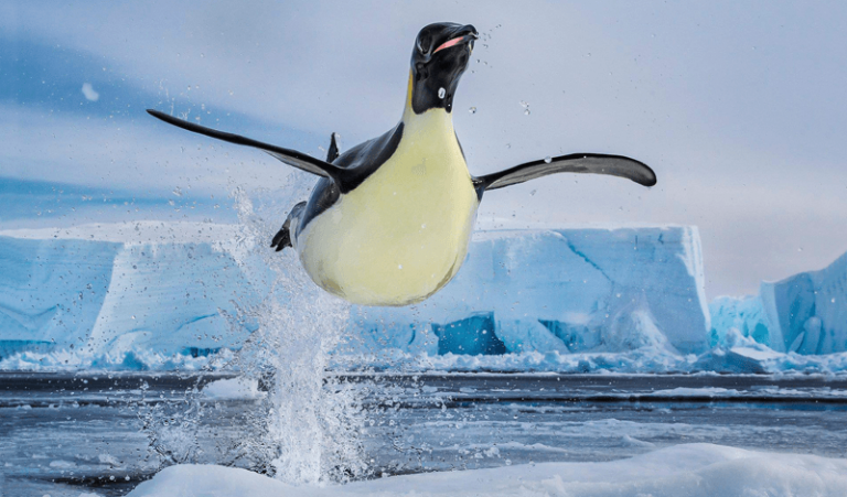 Lessons from Wildlife Photographer Paul Nicklen - Distinguished Speaker